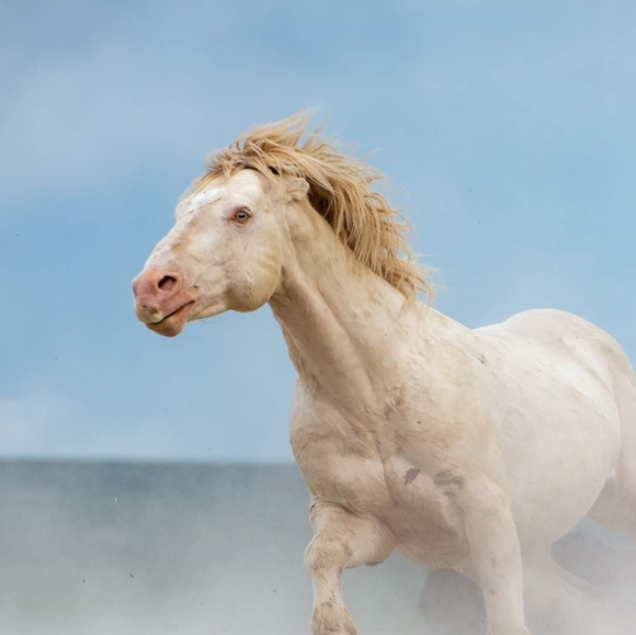 Meet your Posher, Lissa - Picture 2 of 6